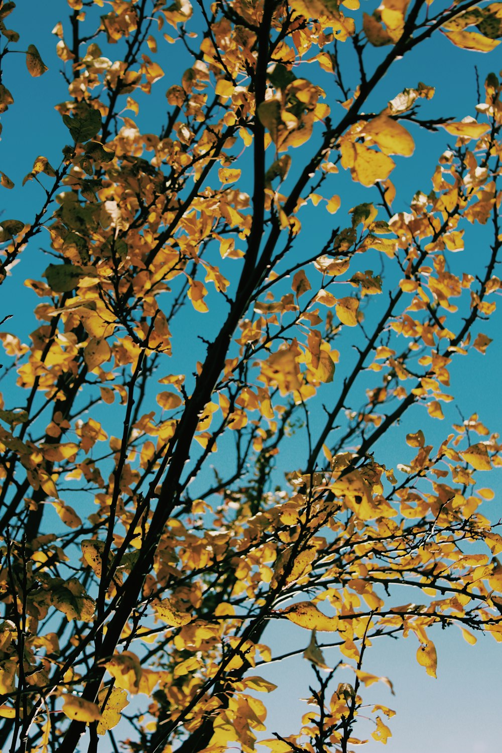 brown leafed tree