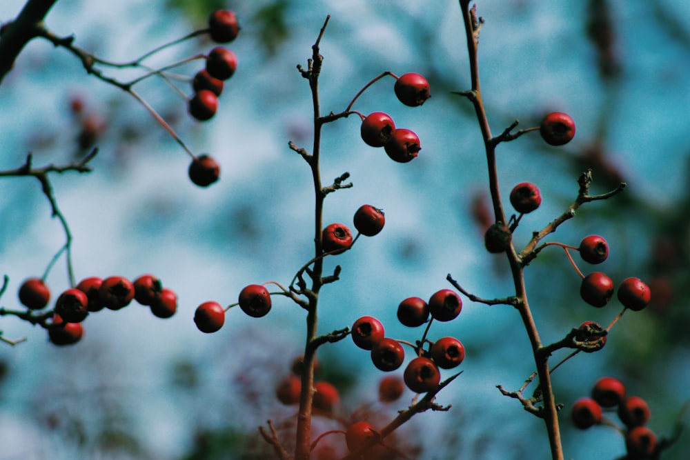 round red fruits