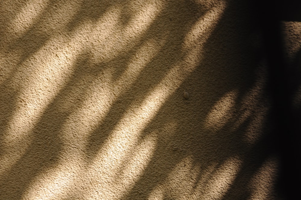 shadow on brown carpeted floor