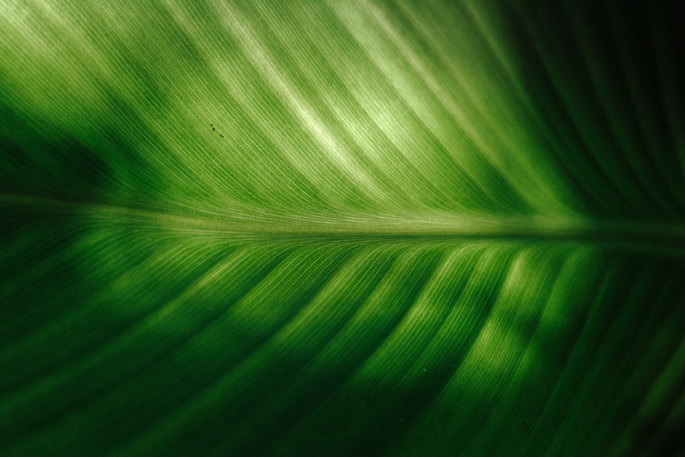 close-up of green elaf