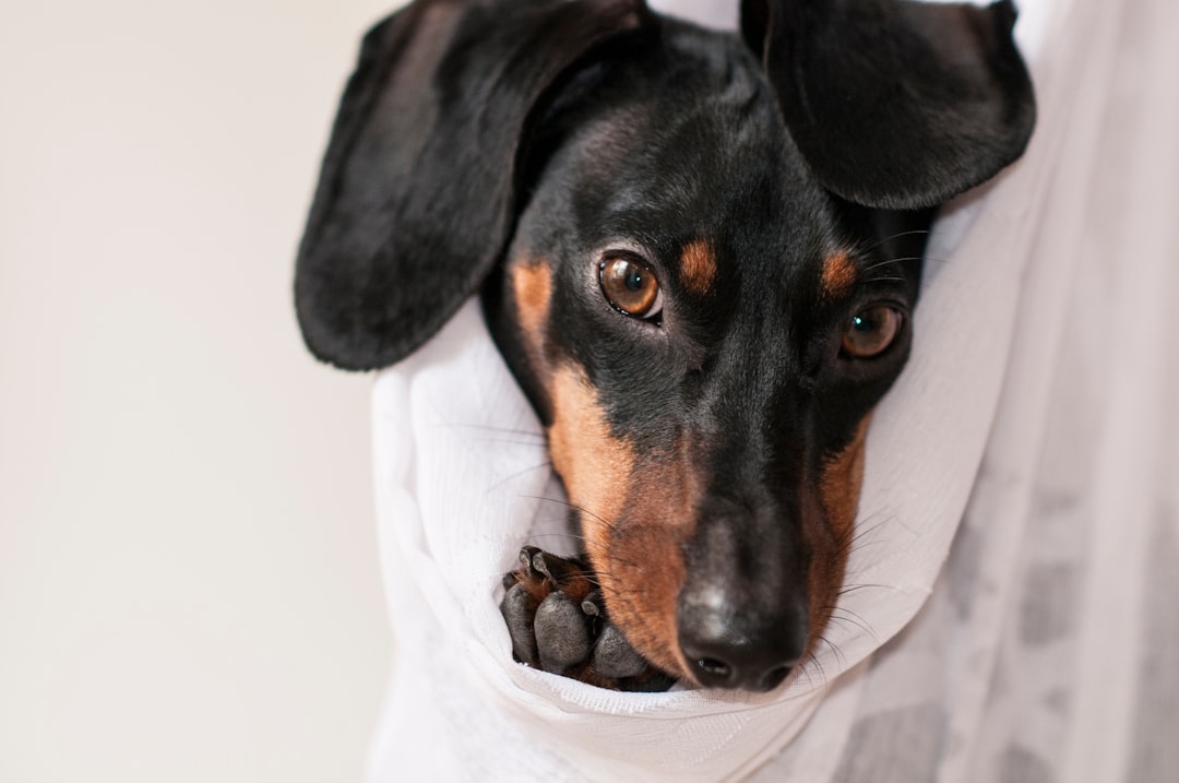 black and tan dog wrapped in white clothe