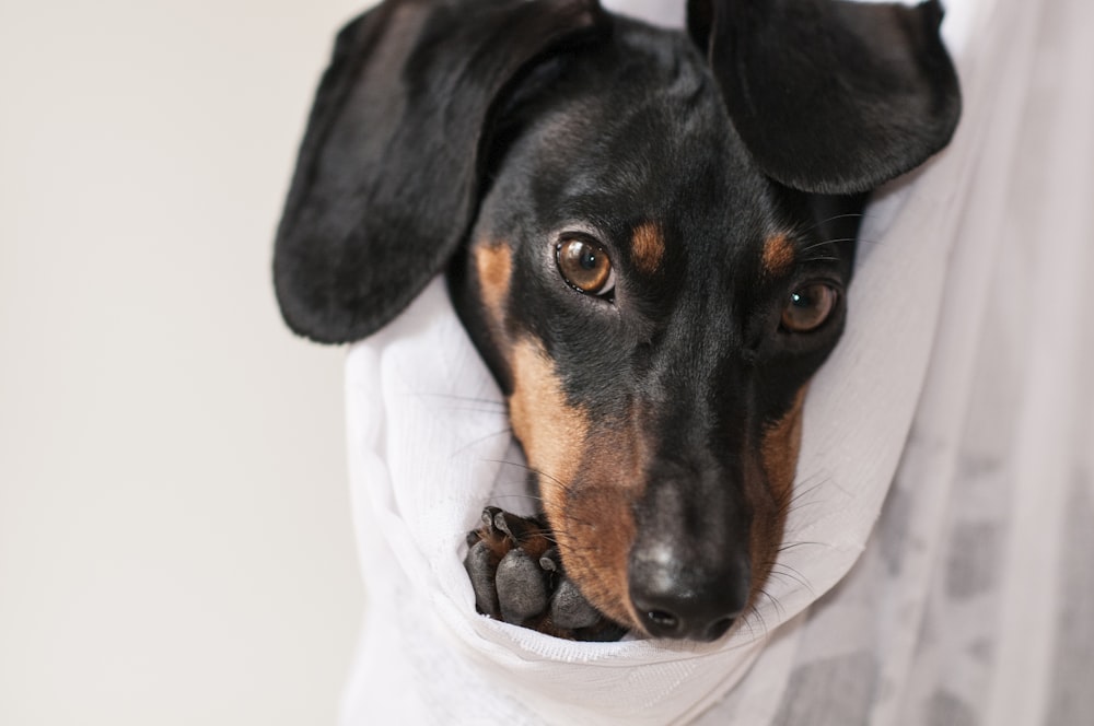 black and tan dog wrapped in white clothe