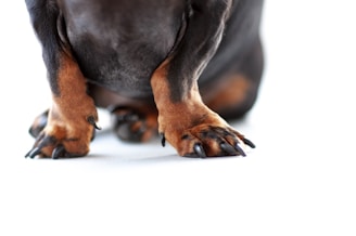 Close-up image of a dog's front paws. The dog has black fur with tan markings on its legs and paws. The claws are prominently visible, and the background is white.