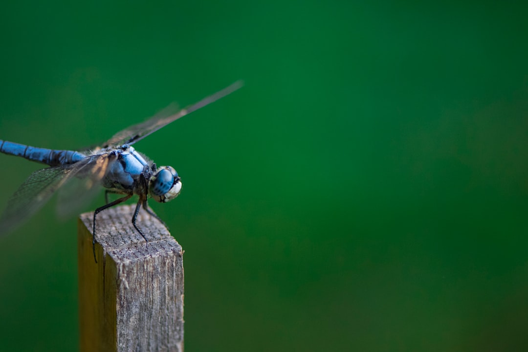 close-up photography of blue dragonfly