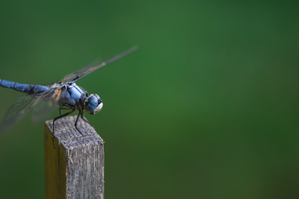 close-up photography of blue dragonfly