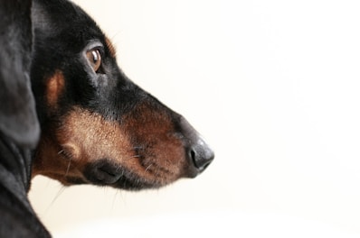 A close-up profile of a dog with a smooth, short coat. The dog's eye is focused and clear, and its fur is a blend of black and tan.