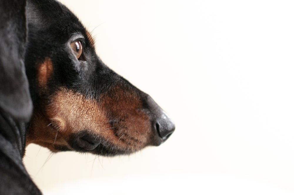 schwarzer und brauner Hund