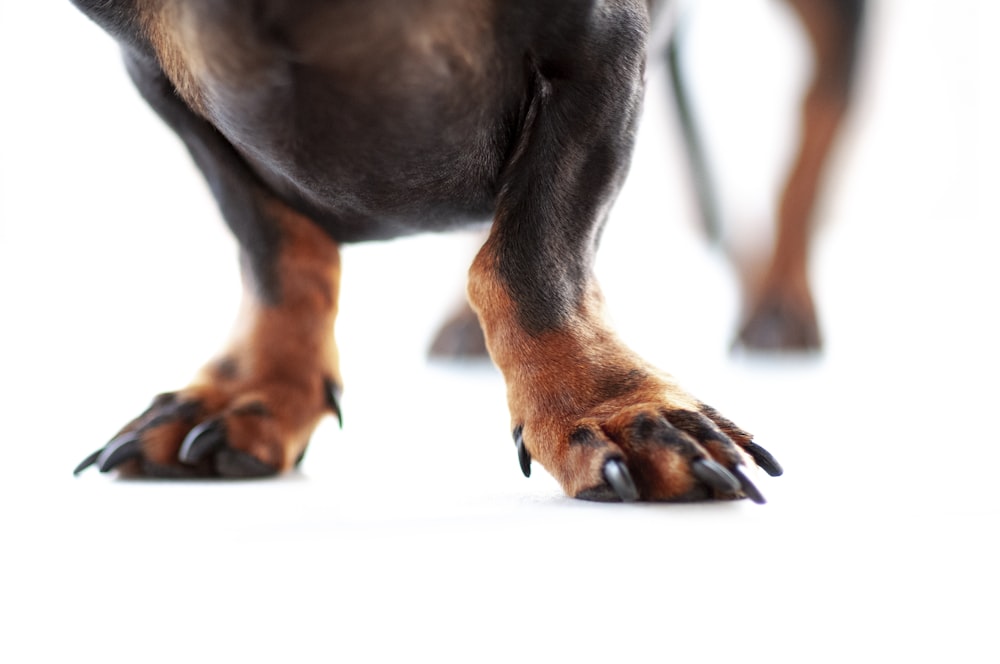 pés de cachorro bronzeados