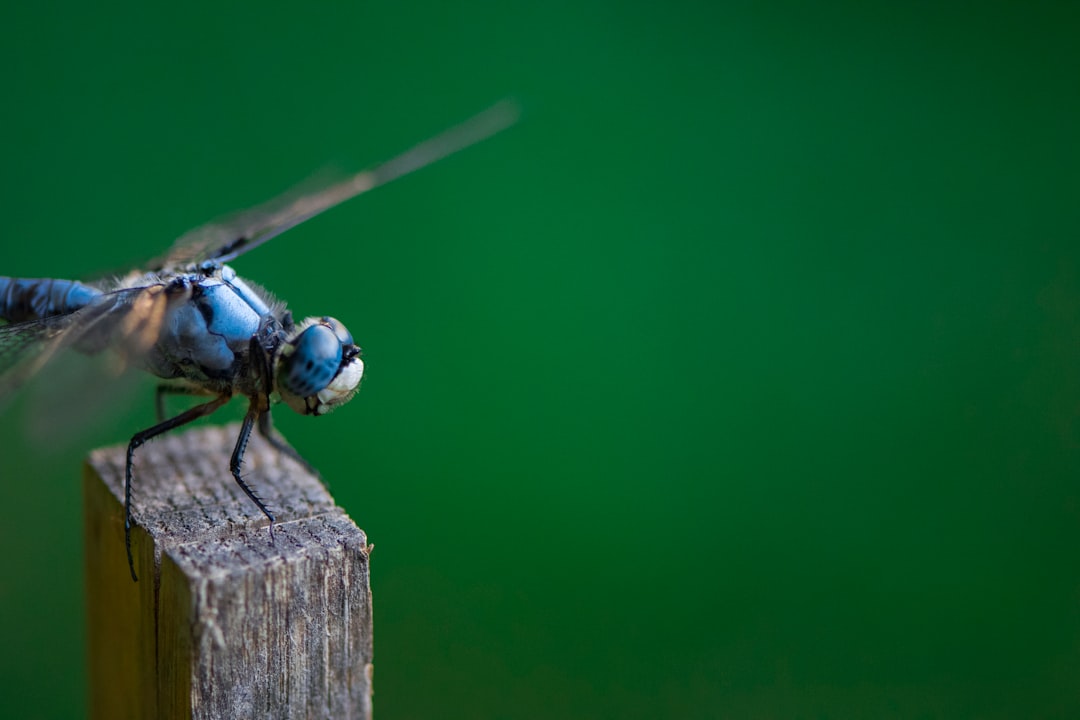 selective focus photo of blue dragonfly perch on brown stick