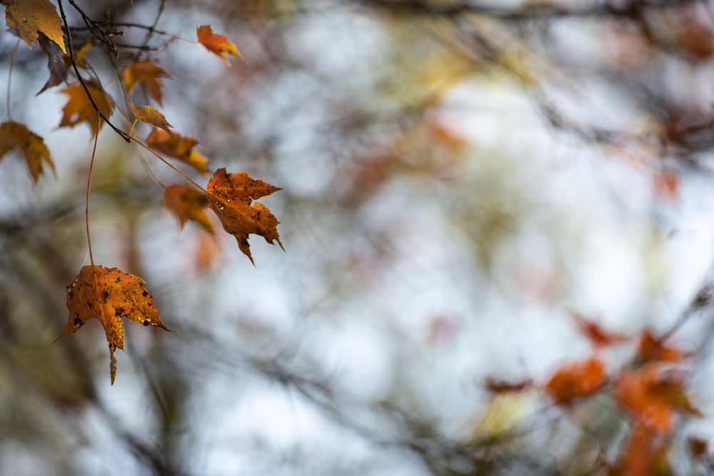 selective focus photography of brown leaf