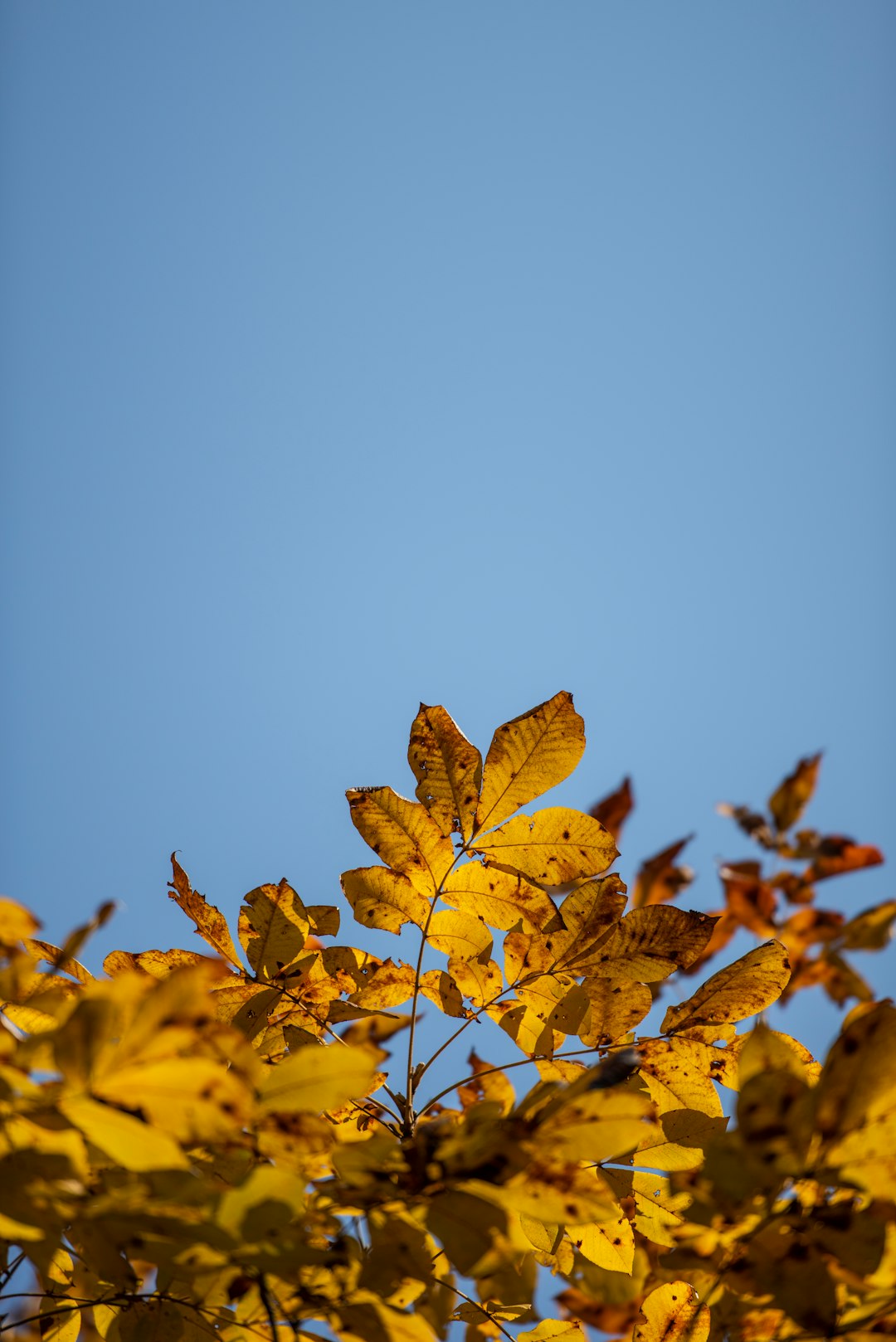 view of yellow leaves