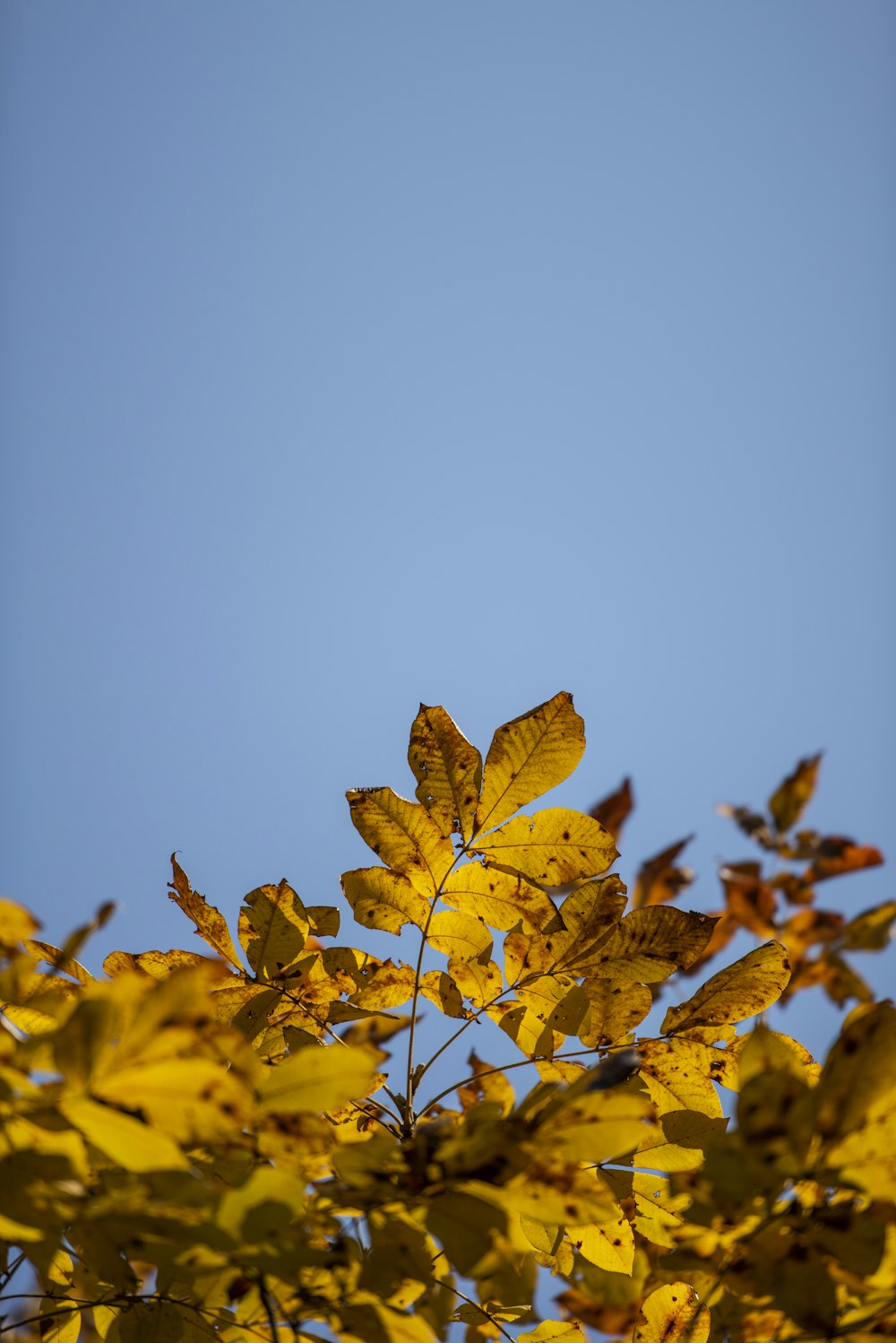 view of yellow leaves