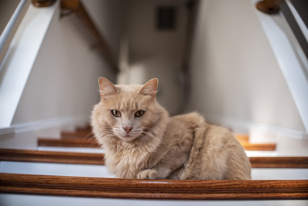 chat brun sur un escalier en bois marron