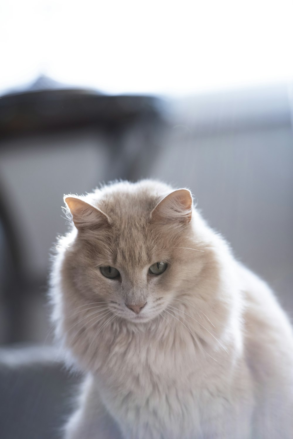 focus photography of orange cat