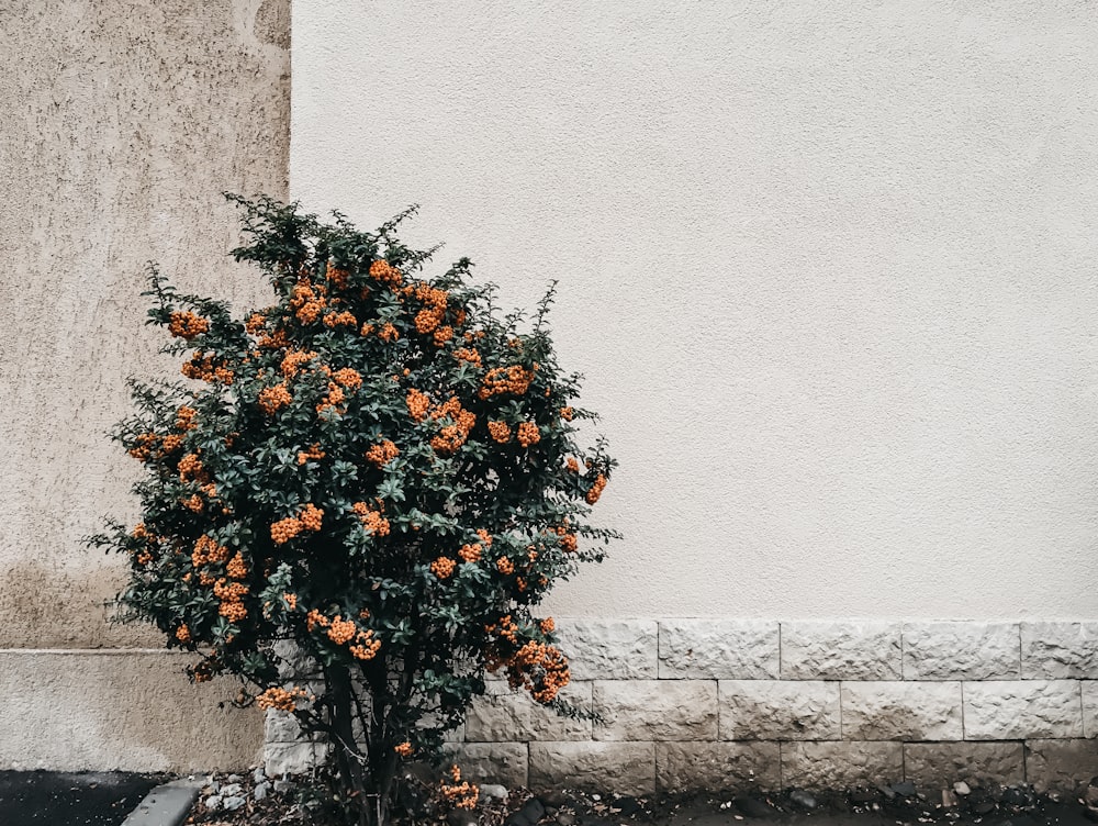 주황색과 녹색 꽃잎 꽃 근처 흰 벽
