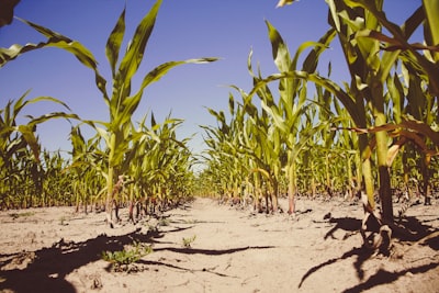 green plants indian corn teams background