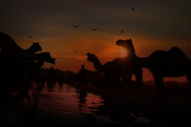 Silhouettes of camels are seen against a vibrant sunset sky with a few birds flying above. The animals are gathered around a water body, and in the background, a person is visible tending to them. The scene is reflected in the water, creating a peaceful and serene atmosphere.