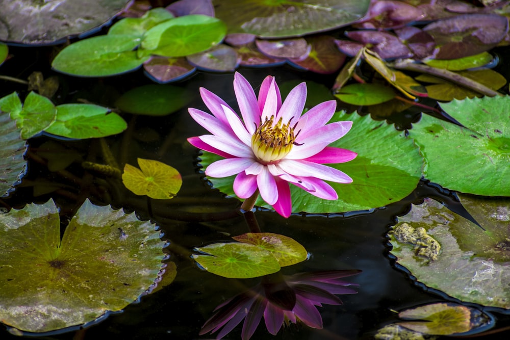 pink lotus flower