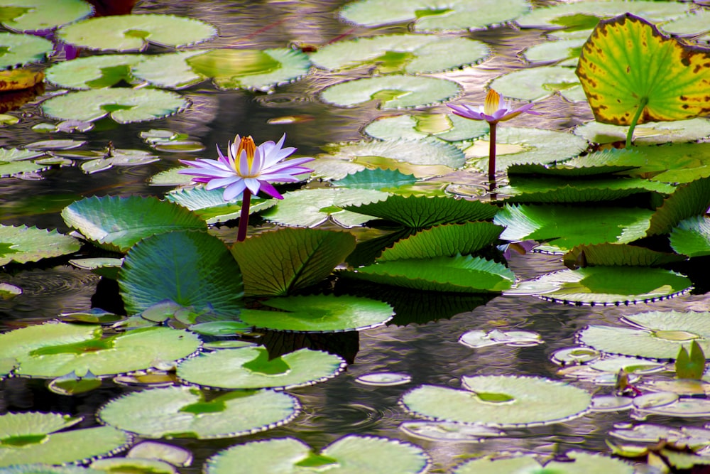 close-up of purple petaled flower on body of water