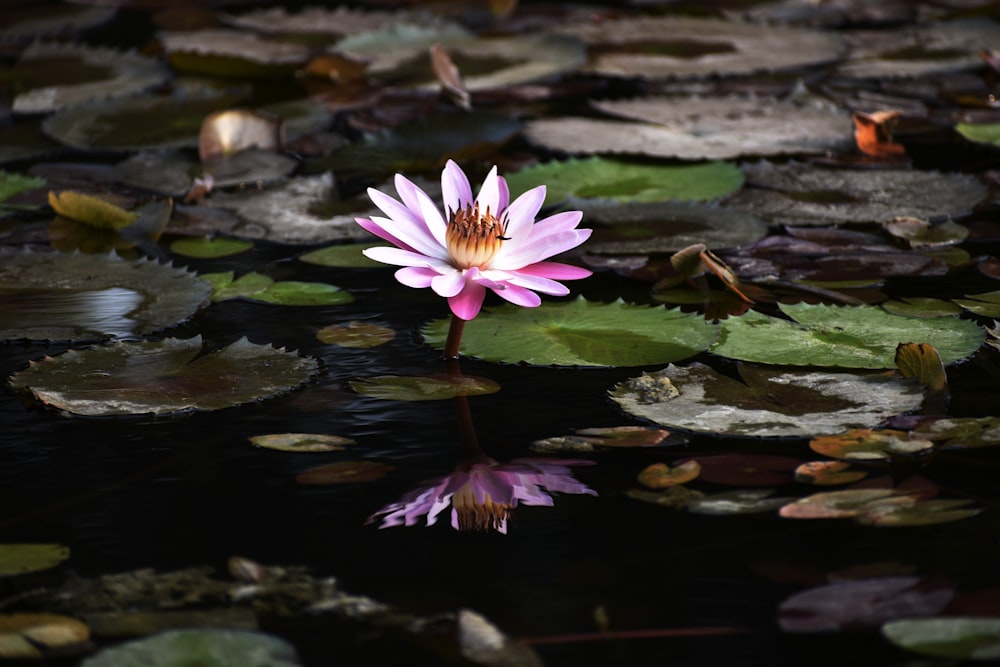 pink lily on water