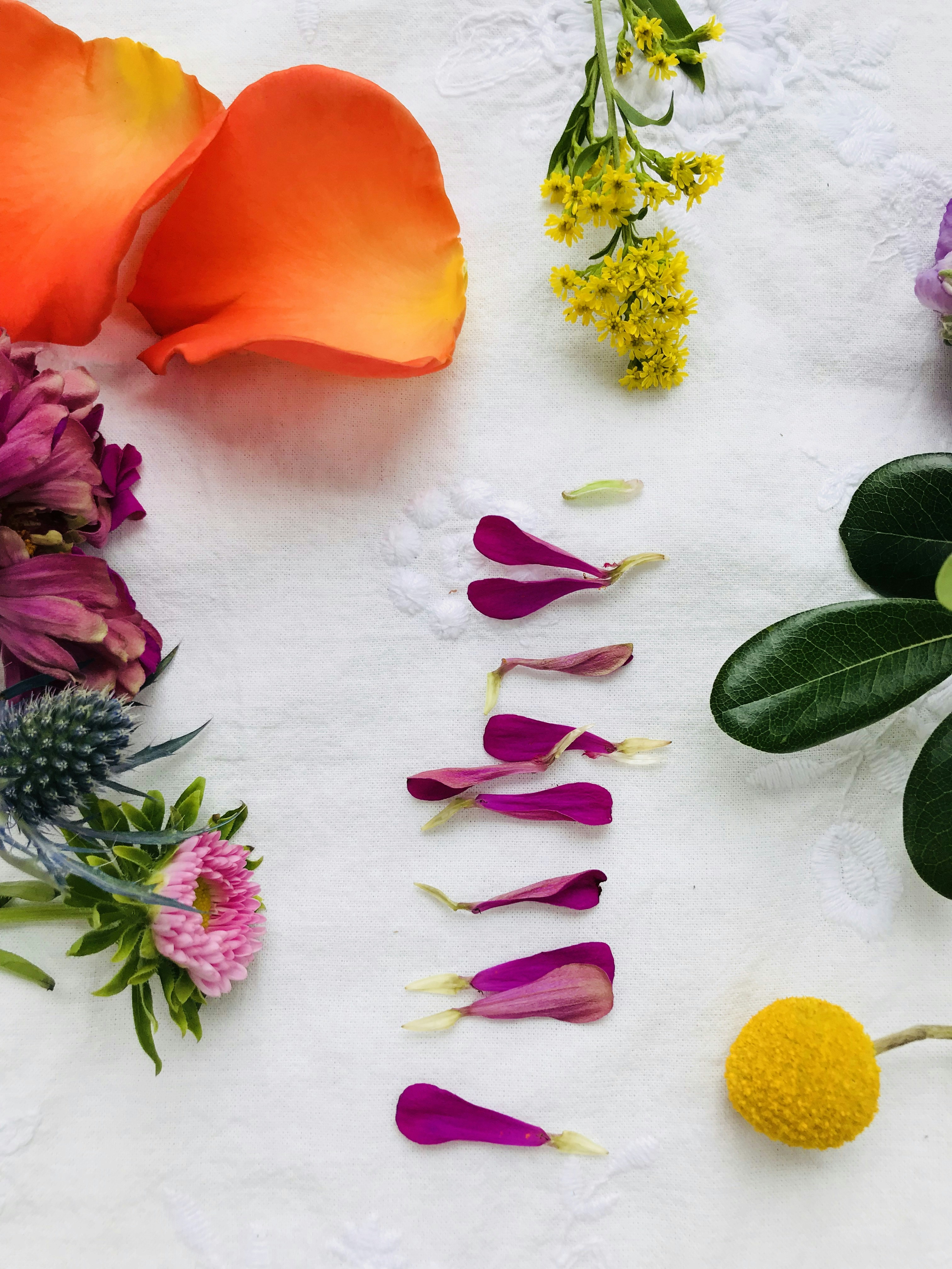 500  Petal Pictures HD Download Free Images on Unsplash