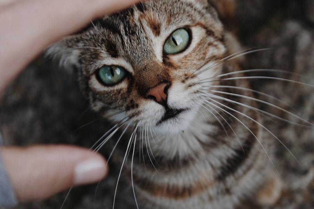 close-up of brown tabby cat