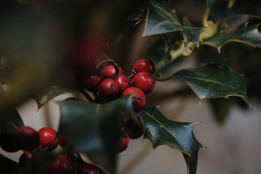 close-up photo of round red fruits