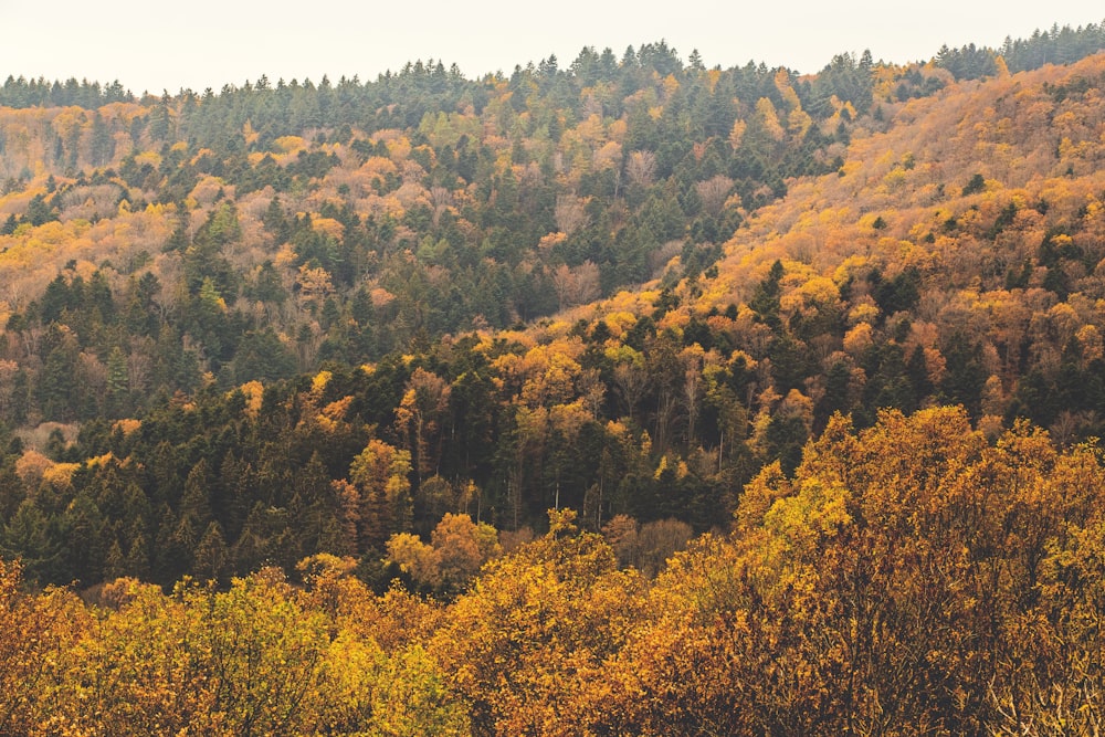 high-angle photography of trees