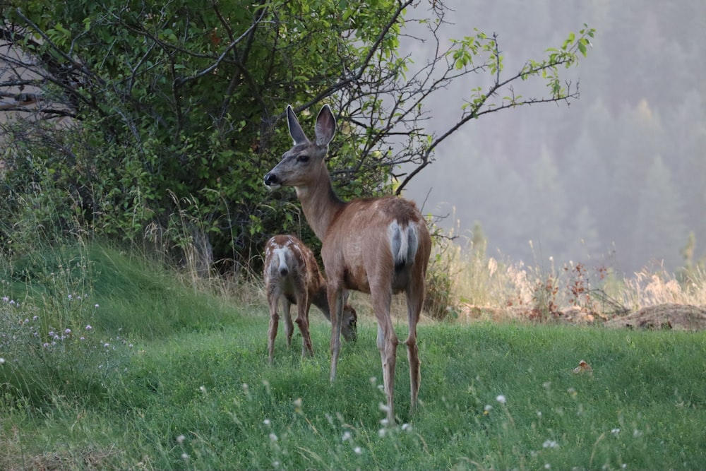 two brown deer on green grass