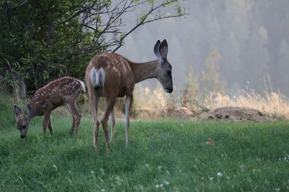 deux cerfs bruns sur le sol pendant la journée