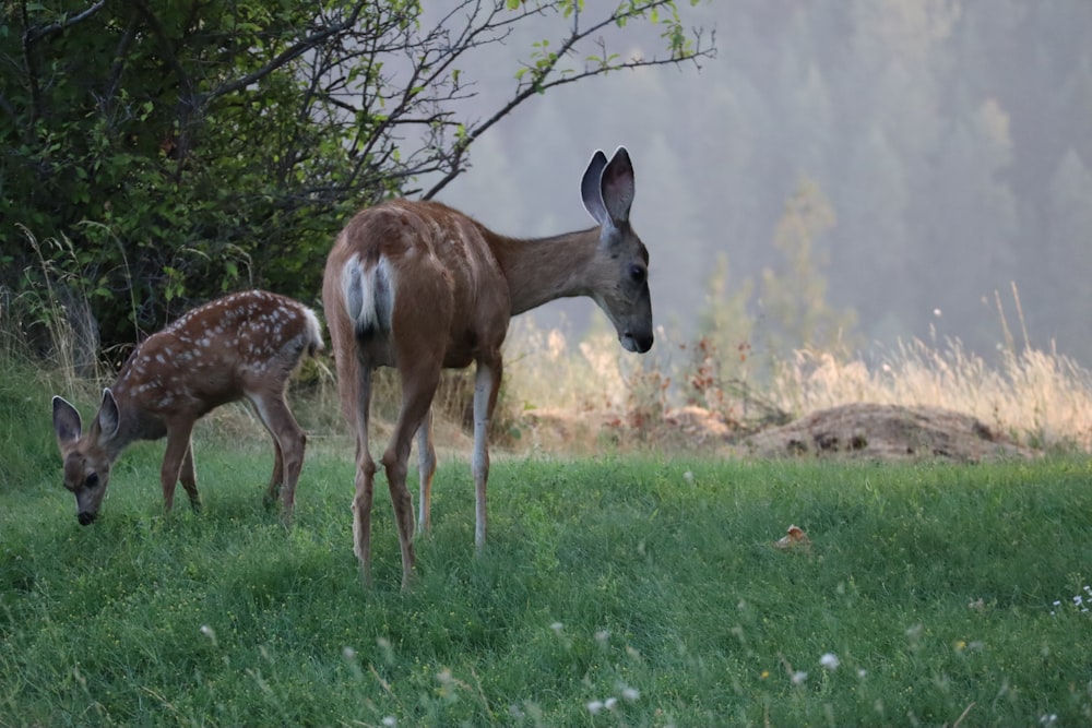 two brown deers on ground during daytime