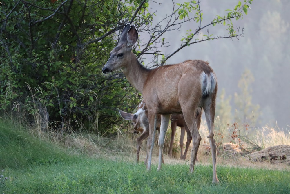 brown deer