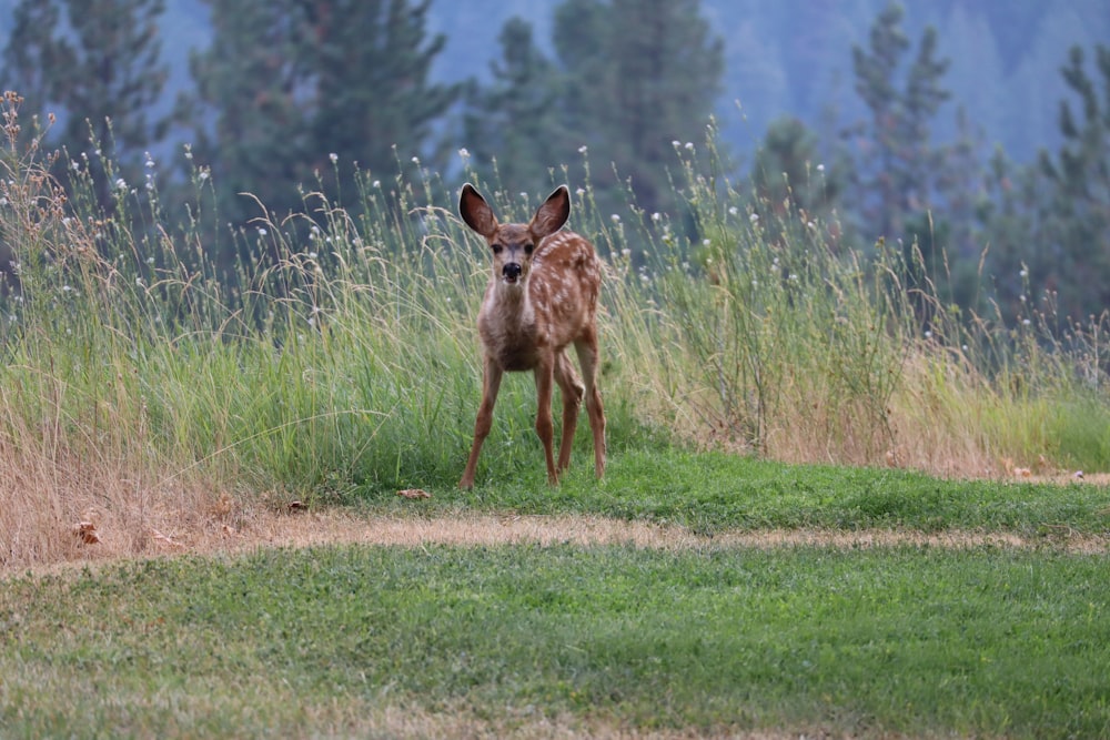 deer fawn at the green grass