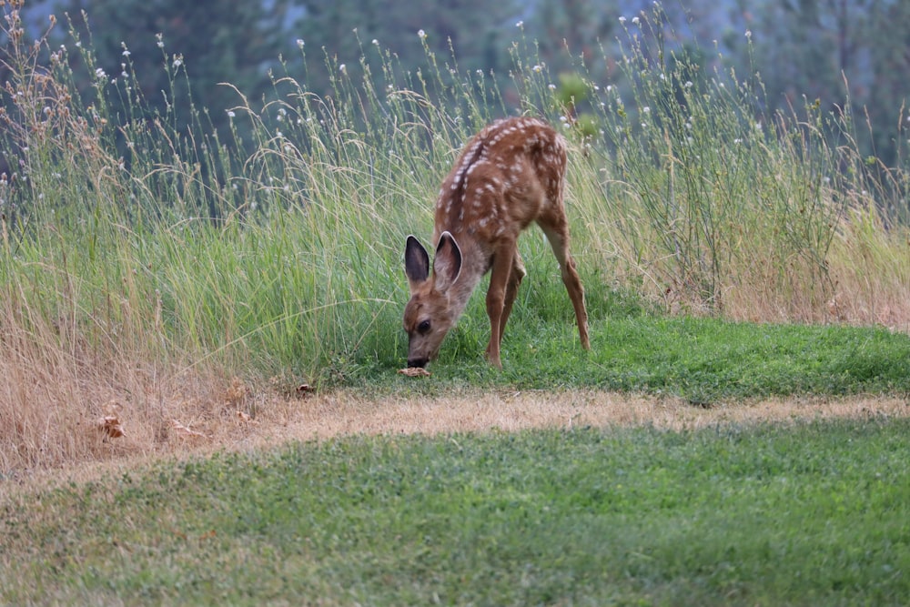 doe eating grass