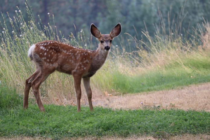 brown deer standing on green grass field