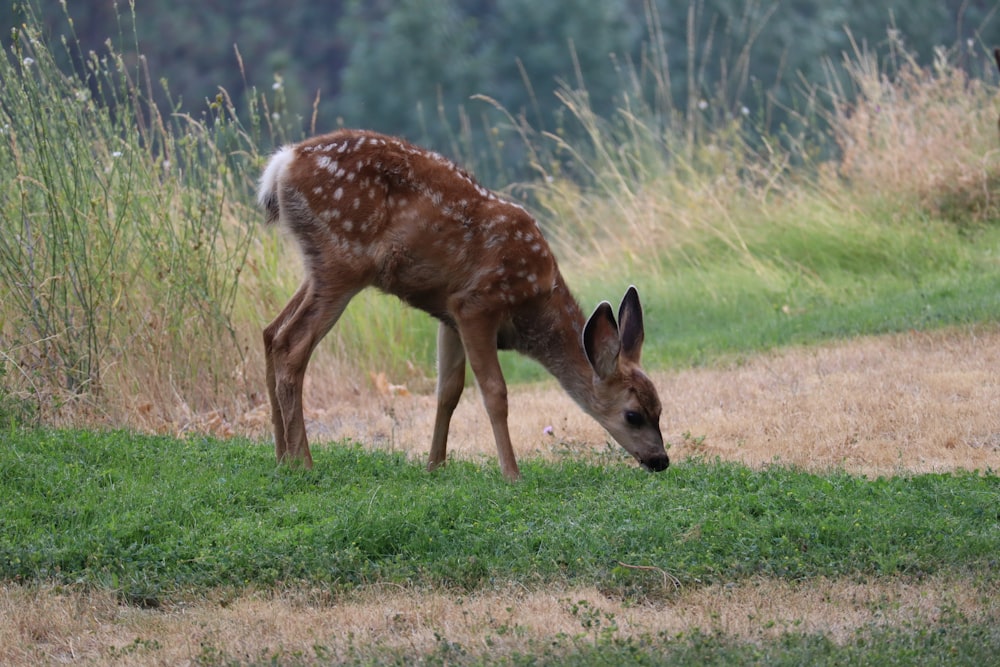 草を食べる茶色の鹿
