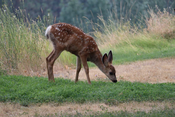 Black-tailed Deer