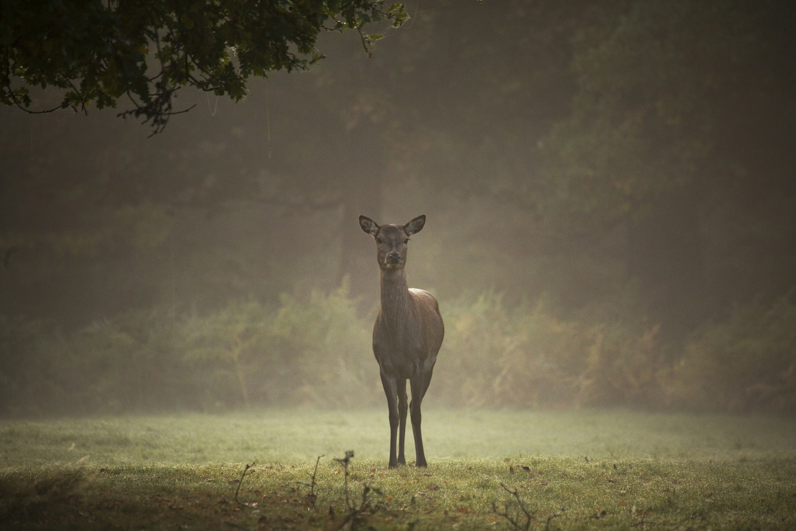 Canon EF 100-400mm F4.5-5.6L IS USM sample photo. Doe on green grass photography