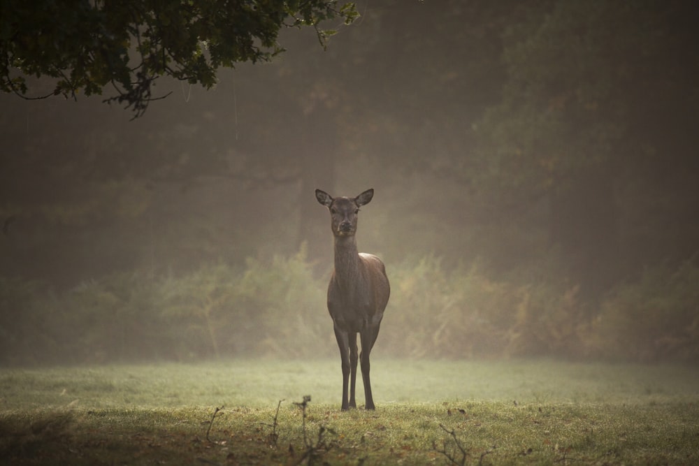 doe on green grass field