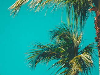 Palm trees swaying beside a crystal-clear turquoise sea on a sunny day.