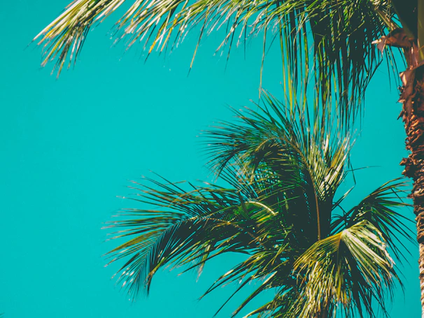 Palm trees swaying beside a crystal-clear turquoise sea on a sunny day.