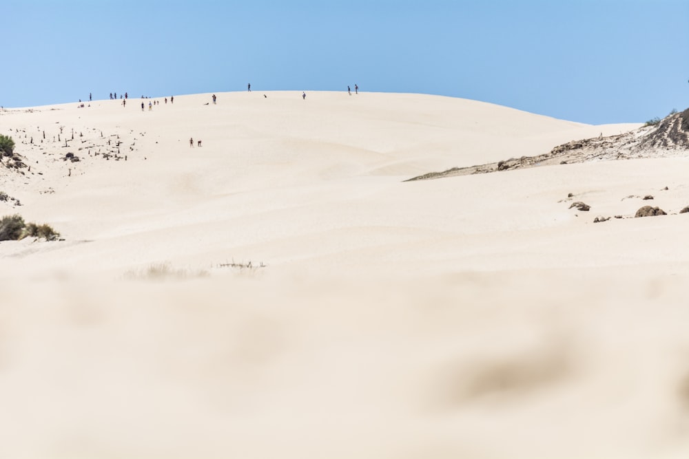 land scapep photo of group of people playing on snow