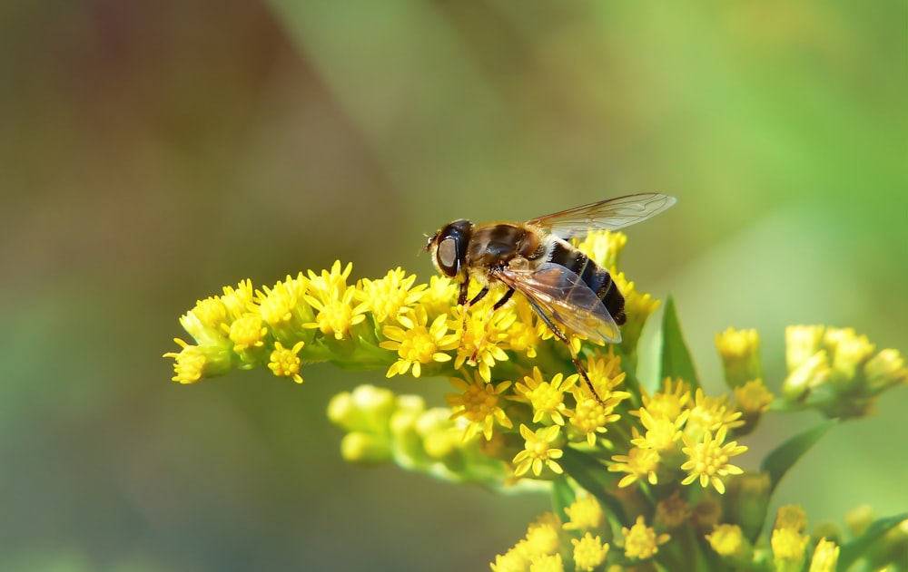 brown bee on yellow petaled flower