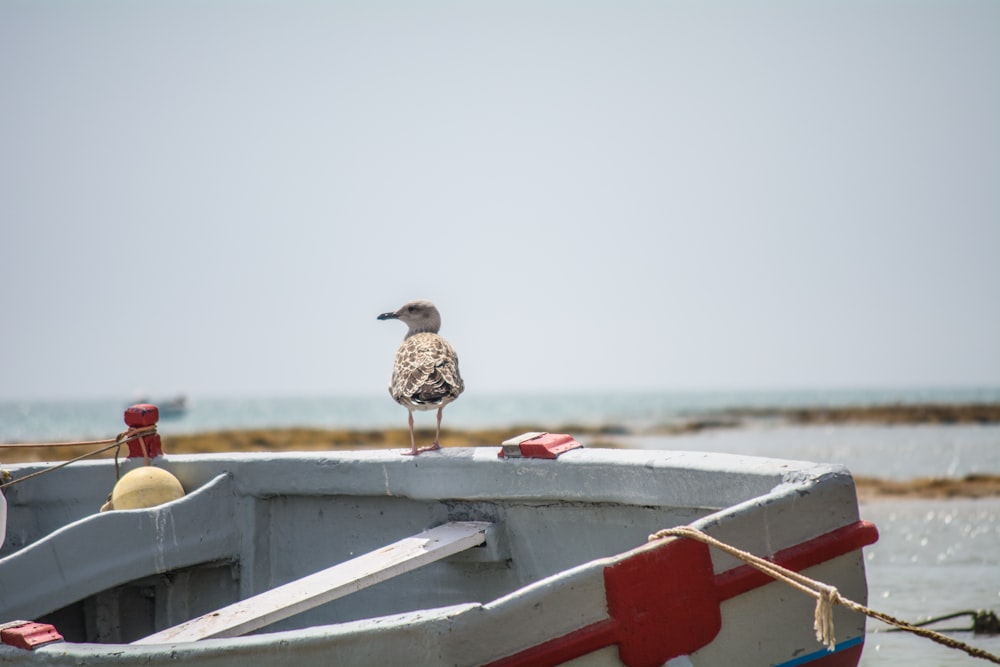 bird perching on wooden boat