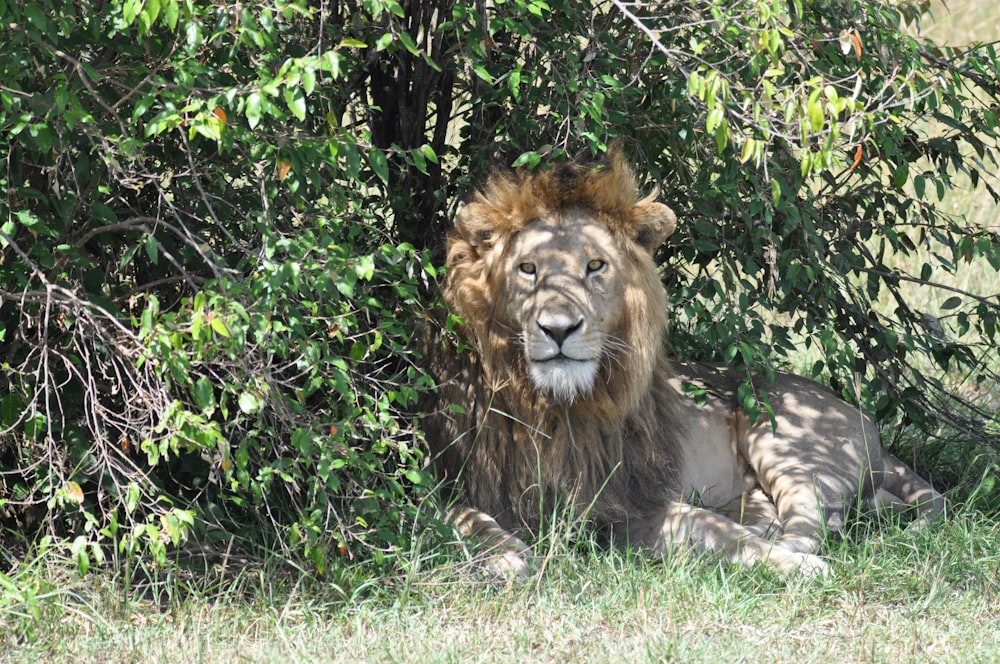 león acostado en la hierba cerca de un árbol de hojas verdes