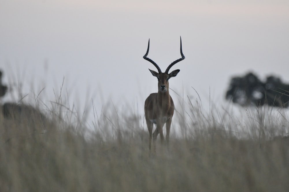 selective focus photo of ram standing on grass