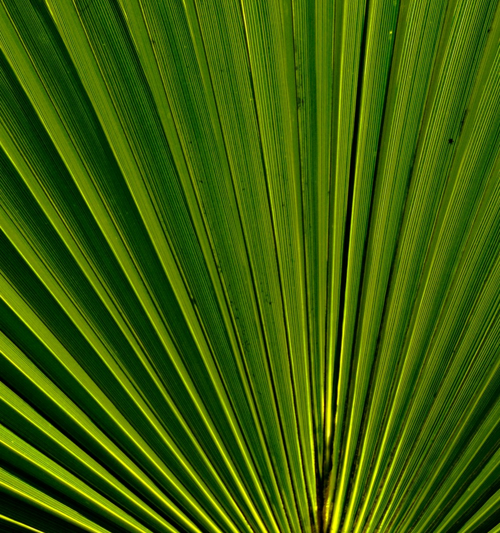 green and yellow stripe textile