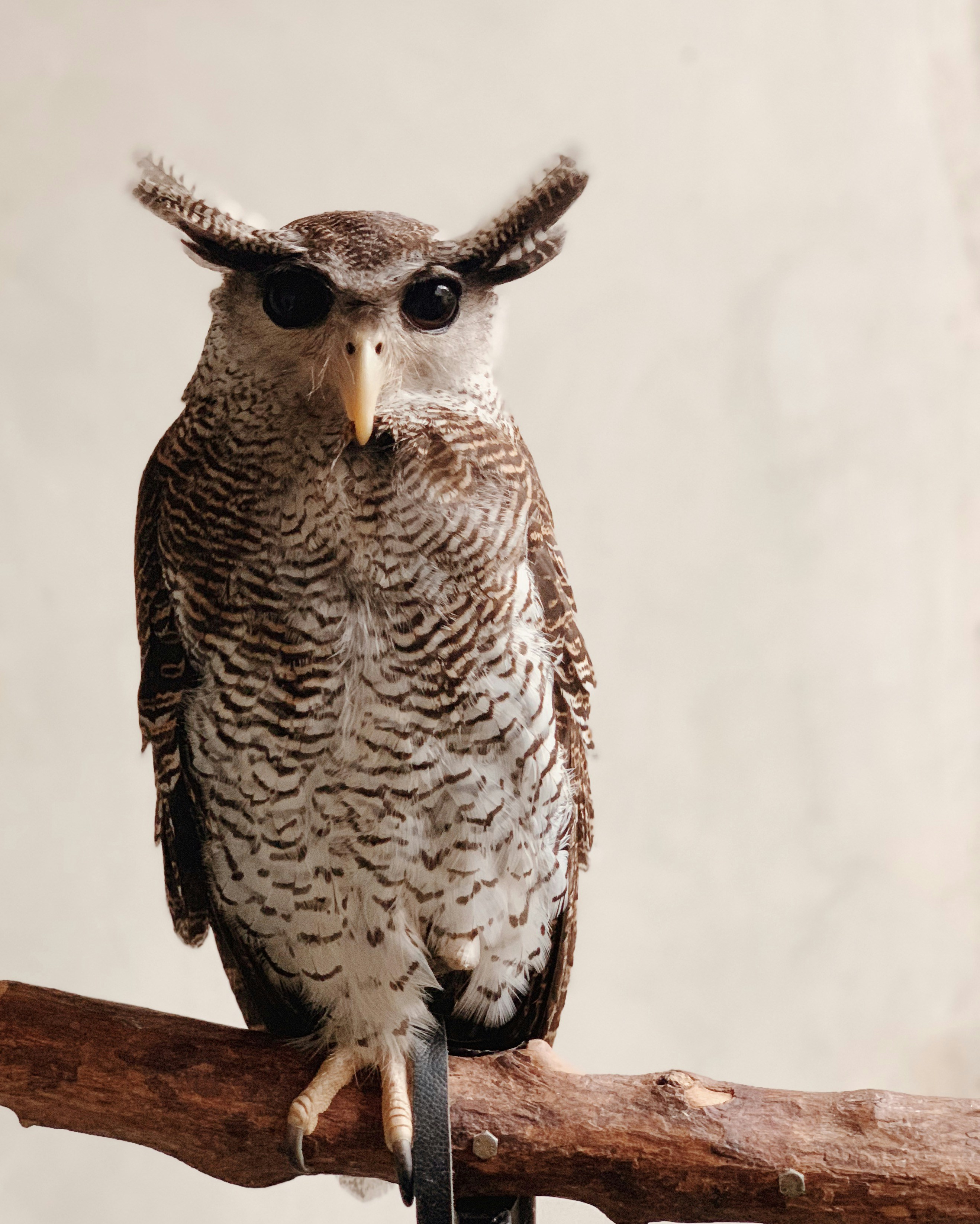 burung bertengger di cabang