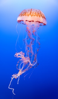 pink and orange jellyfish