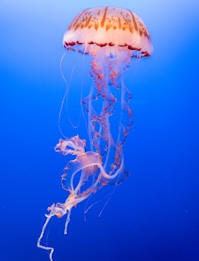 pink and orange jellyfish